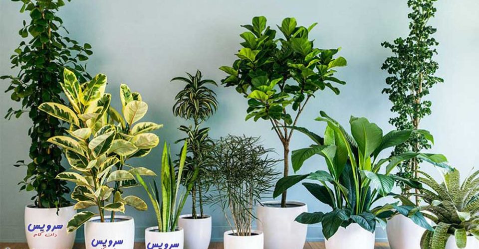 گیاهان آپارتمانی مقاوم که نیاز به نور ندارد